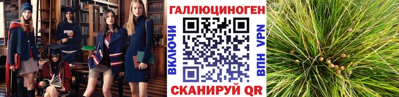 Галлюциногенные грибы Psilocybine cubensis  где можно купить   Ардон 